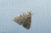 Aglossa pinguinalis